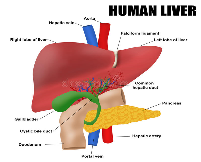 How does the liver affect blood glucose levels?